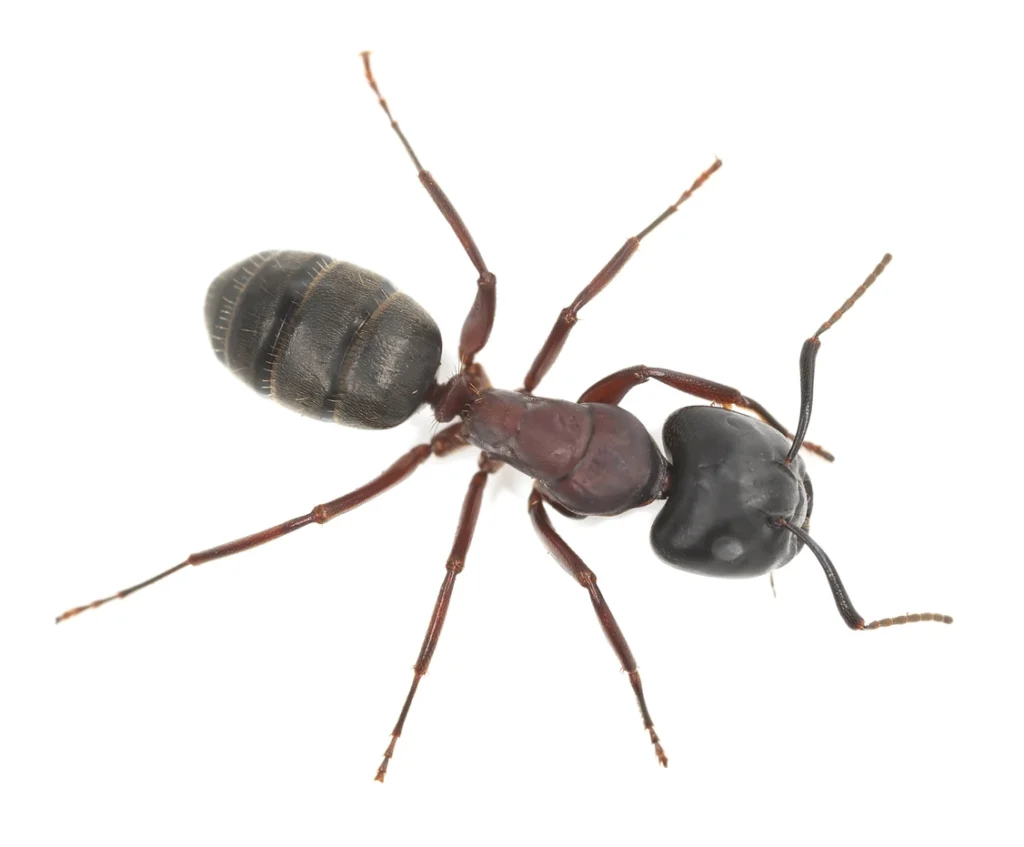 Carpenter Ant Biology and Management - SPCB CA Online Courses
