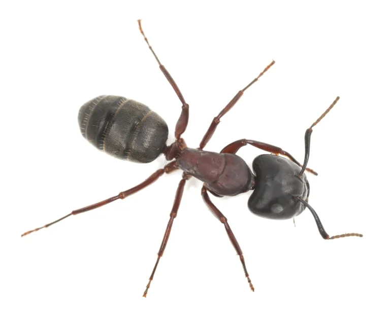 Carpenter Ant Biology and Management - SPCB CA Online Courses