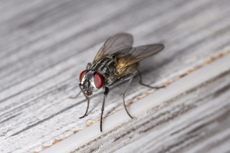 House Fly Life Cycle and Control - DPR Online Ceu Courses