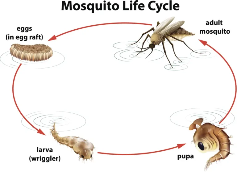 PEst control courses online for certification