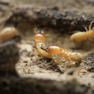 Online Courses for Pest Control