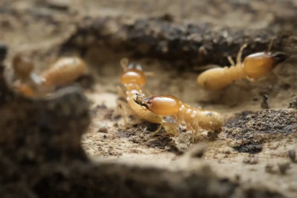 Online Courses for Pest Control