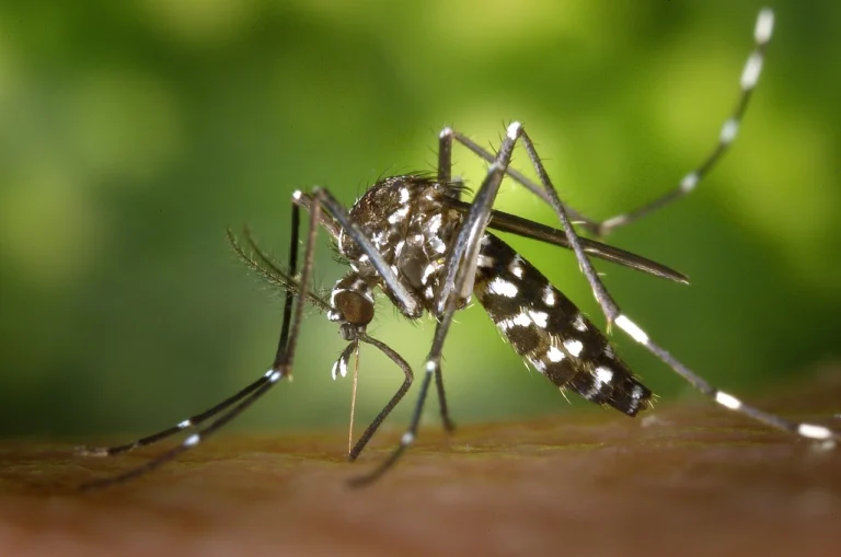 Mosquito Identification and Management for Aedes and Culex - DPR CA Online CEU courses