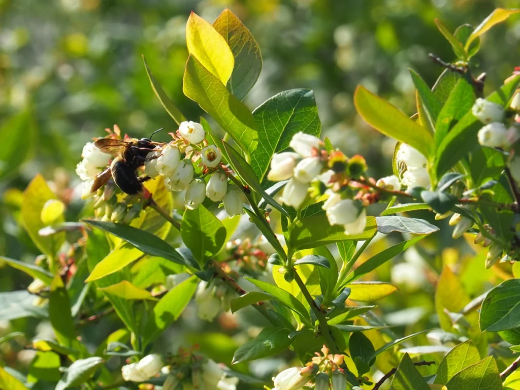 Safeguarding Bees and Pollinators - DPR CA Online Ceu courses for pest Control in california