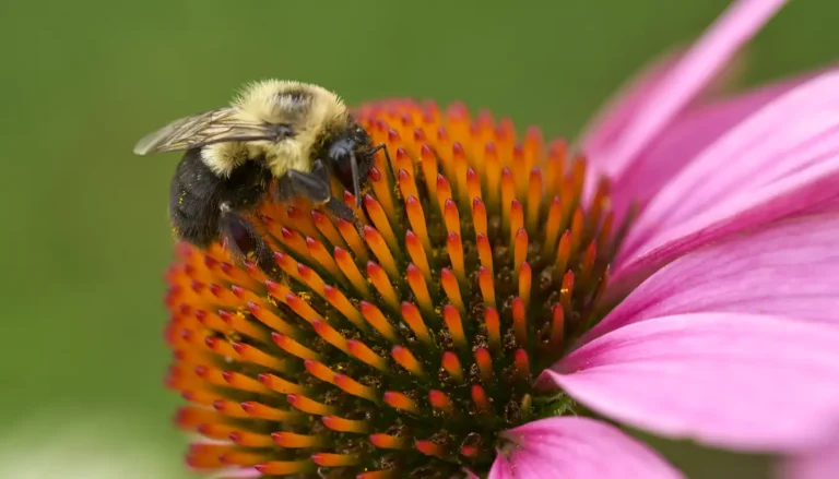 Online Pest Control Courses