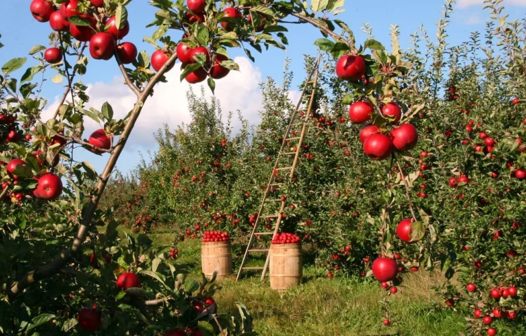 IPM Ornamental CEU courses for DPR in california
