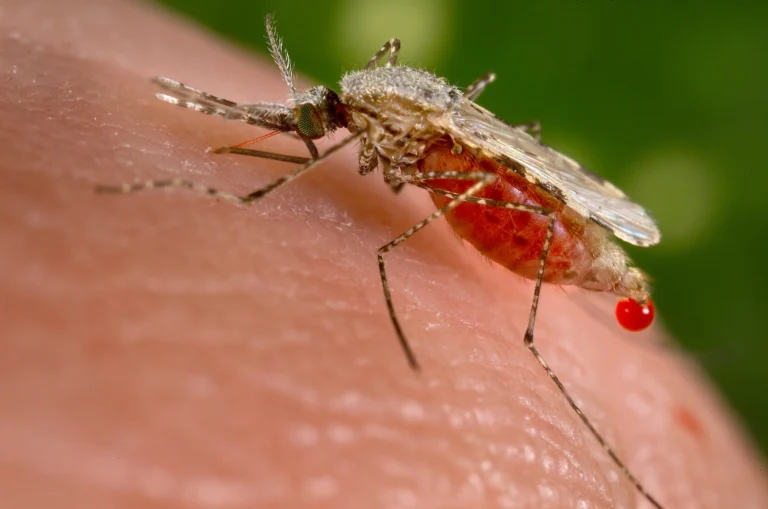 Mosquito Identification and Management for Anopheles, Mansonia and Psorophora - DPR CA Online Ceu Courses