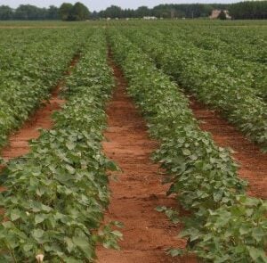 Ag Row Crop Control de Plagas - FDACS en Español