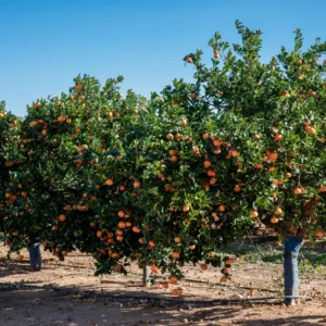 Ag Tree Crop Pest Control - FDACS
