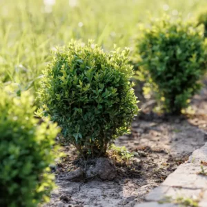 Paquete de control de plagas para césped y plantas ornamentales - FDACS en Español