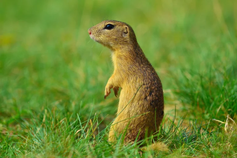 FDACS Online courses for pest control certifiacion
