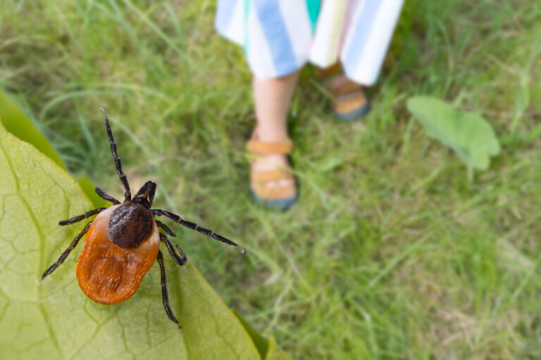 Fdacs online courses for pest control