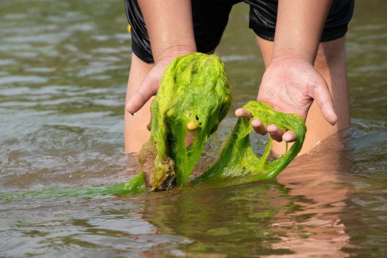 Aquatic Pest Control - Aquatic Weeds