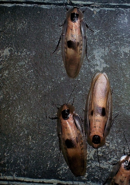 Cockroach Nonchemical Control Strategies - SPCB CA Online Courses